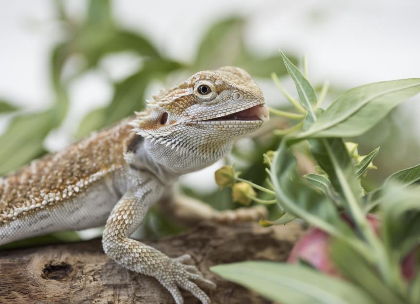 What Do Bearded Dragons Eat PetMD